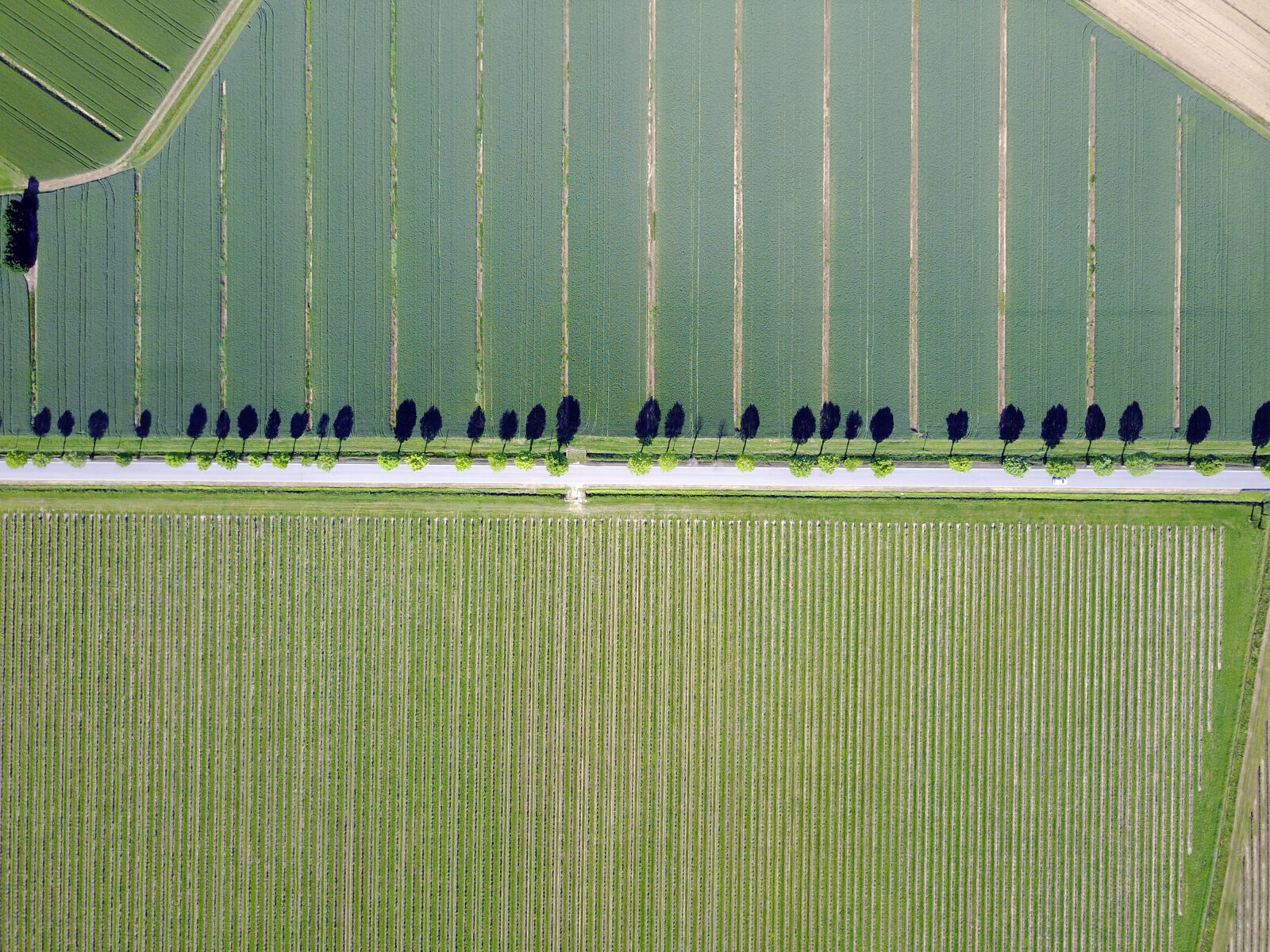 DJI FC220 sample photo. Aerial, alberi, grapevine, lonely photography