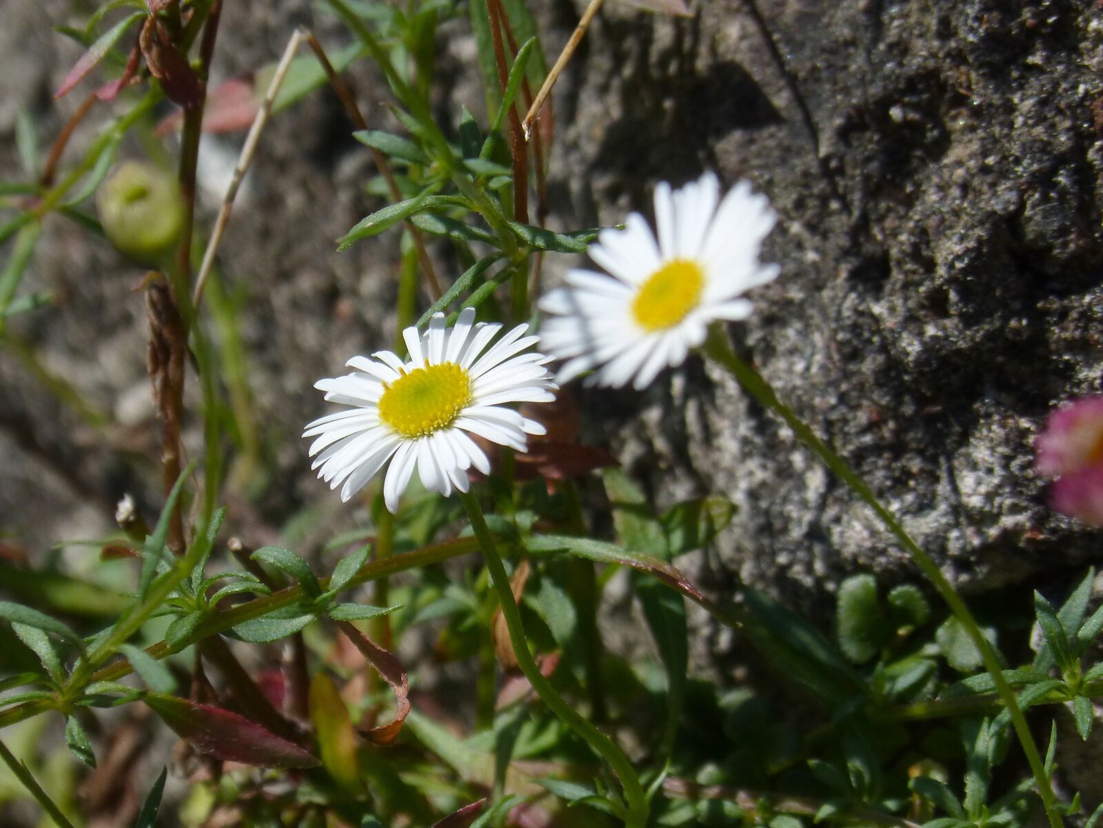 Panasonic DMC-FZ62 sample photo. Daisy, flower, flowers photography