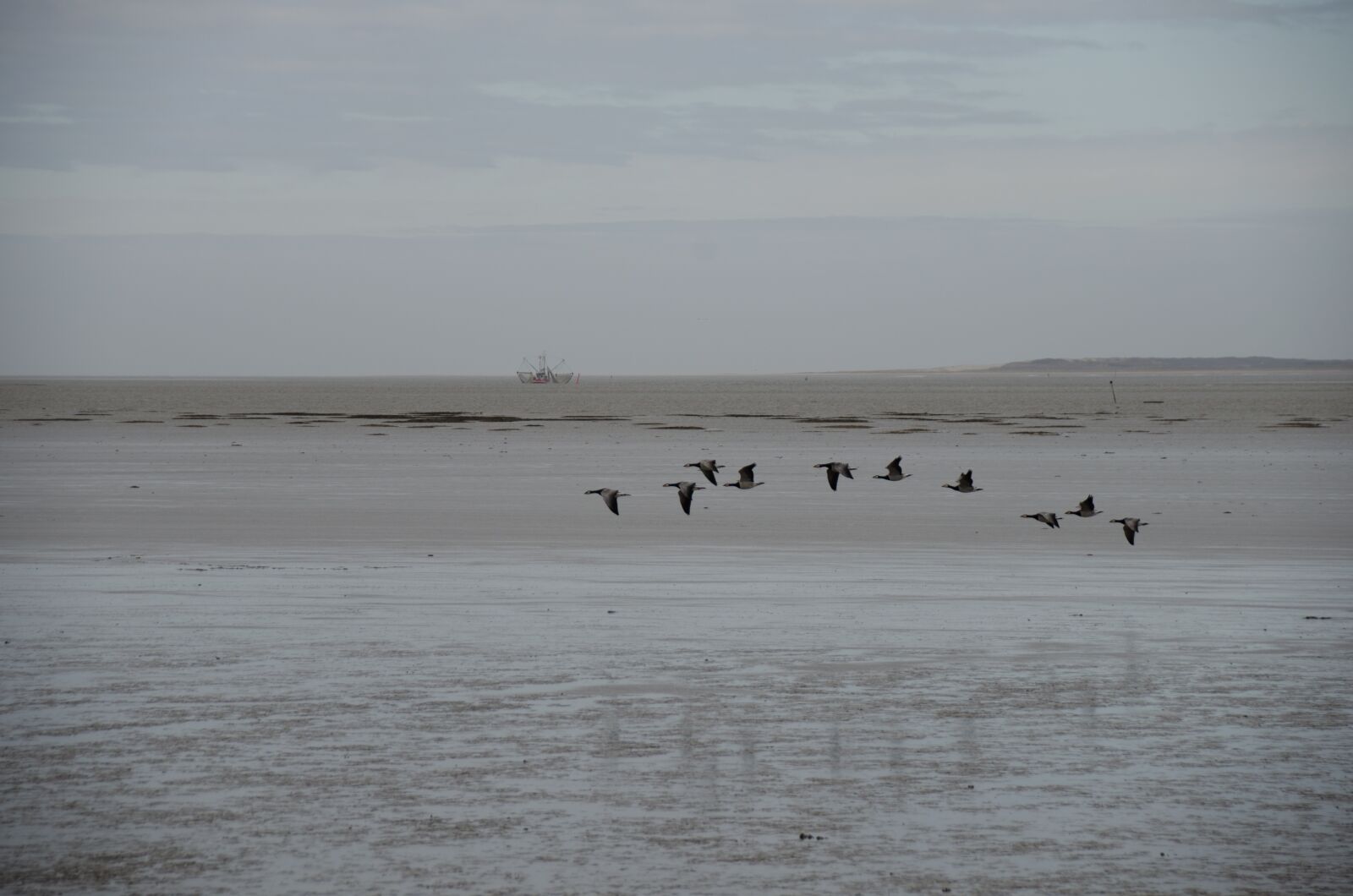 Nikon D5100 sample photo. Sea, gulls, bird photography