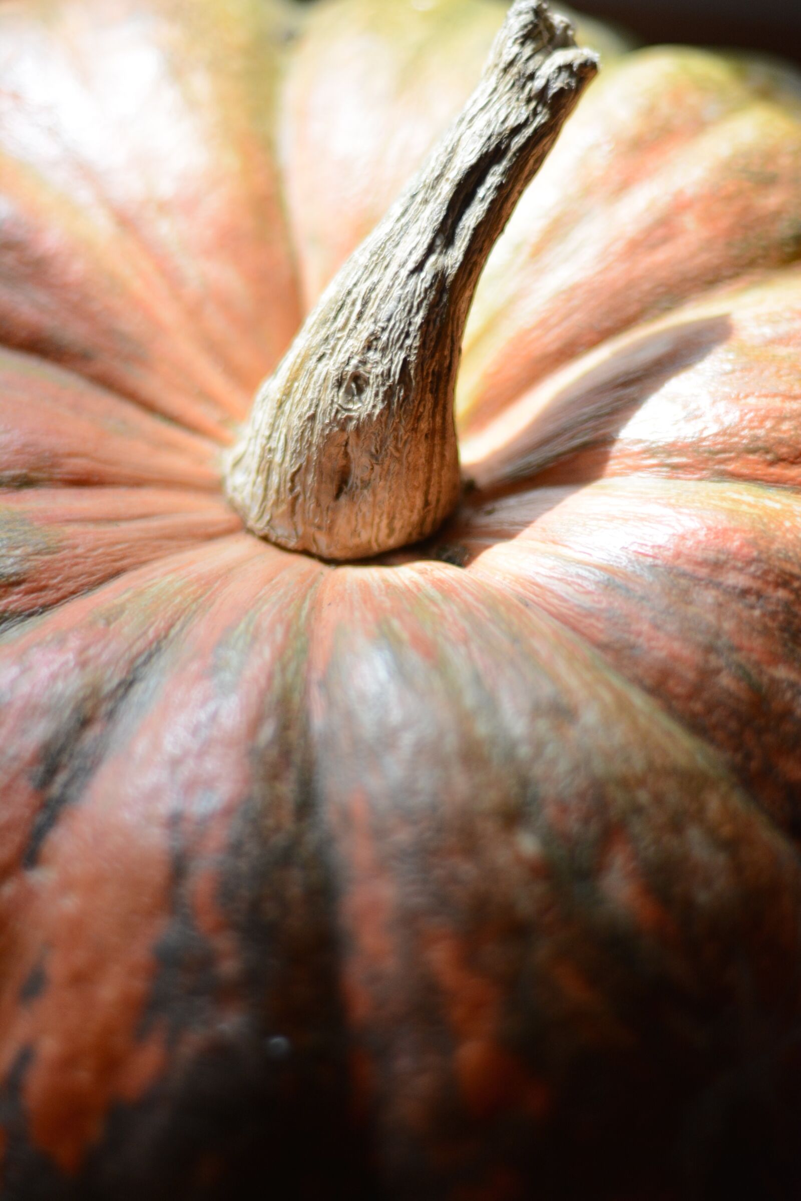 Nikon D7100 sample photo. Pumpkin, macro, natural photography