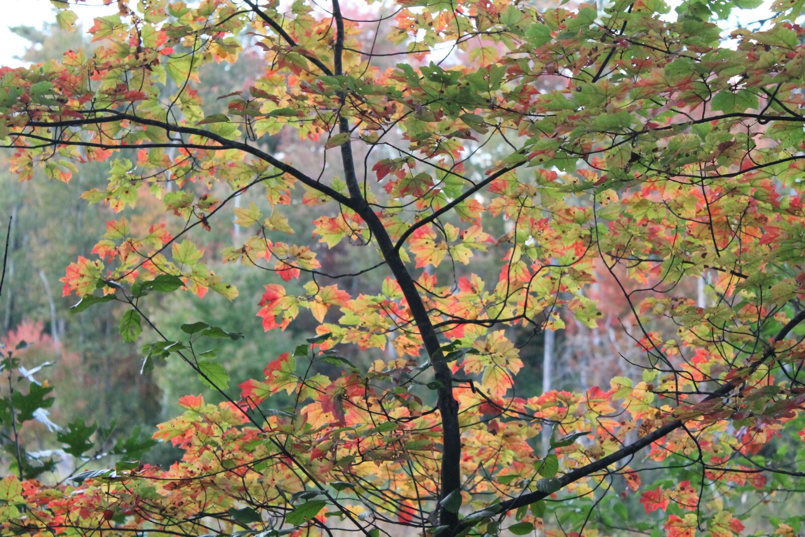 Canon EOS 1100D (EOS Rebel T3 / EOS Kiss X50) sample photo. Tree, branch, foliage photography