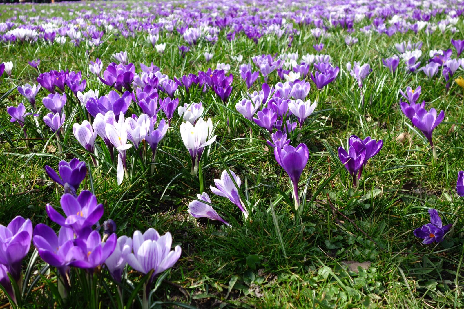 Sony Cyber-shot DSC-RX100 II sample photo. Crocus, flower, nature photography