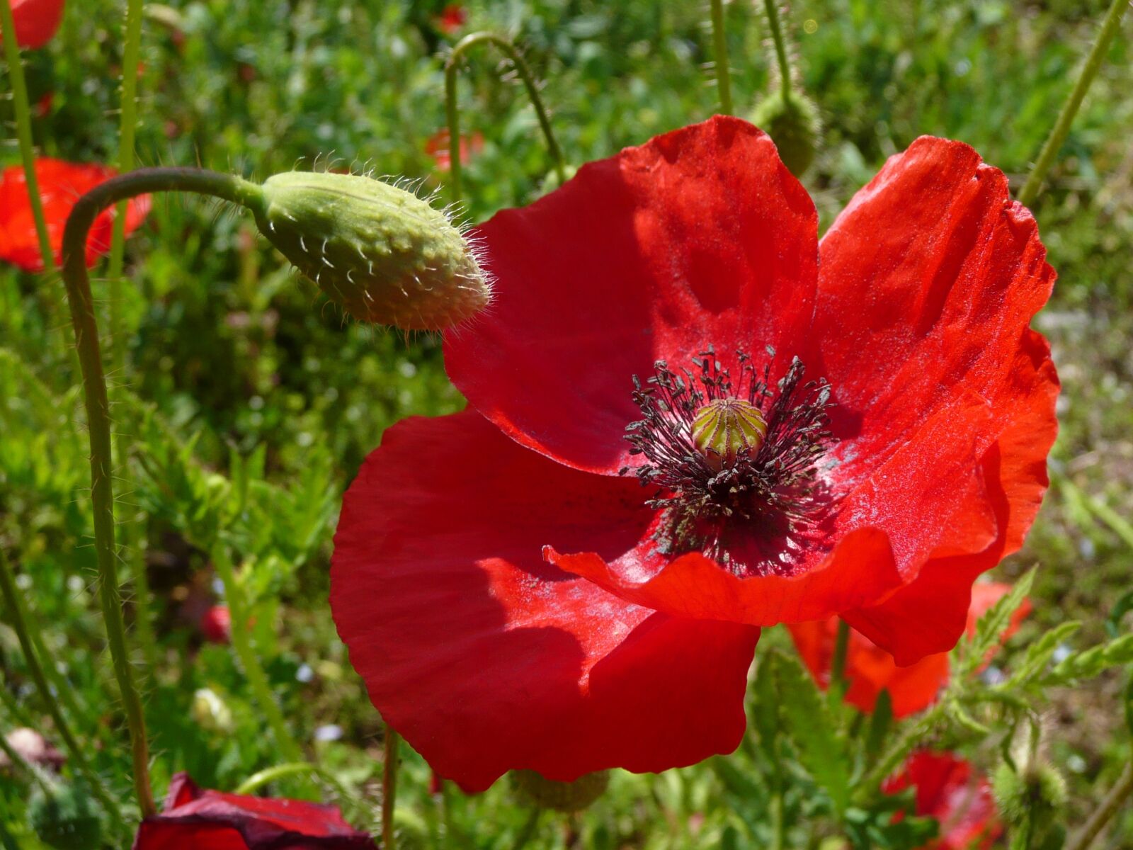 Panasonic DMC-TZ3 sample photo. Poppy, field of poppies photography