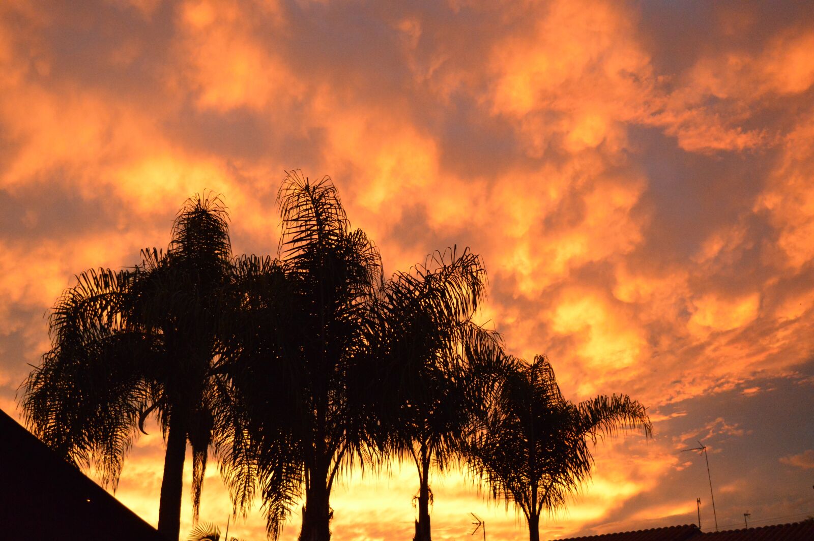Nikon D3200 sample photo. Sky, orange, trees photography