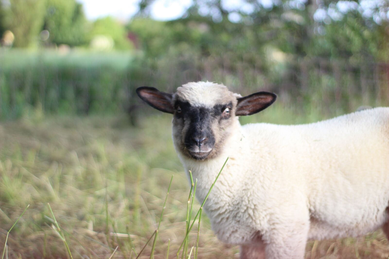 Canon EOS 1200D (EOS Rebel T5 / EOS Kiss X70 / EOS Hi) sample photo. Sheep, lamb, animal photography