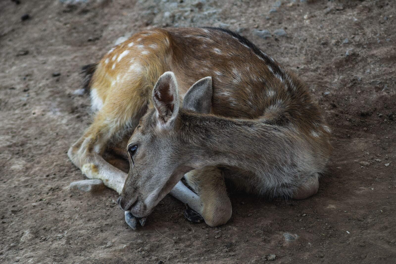 Nikon D3300 sample photo. Deer, young, resting photography