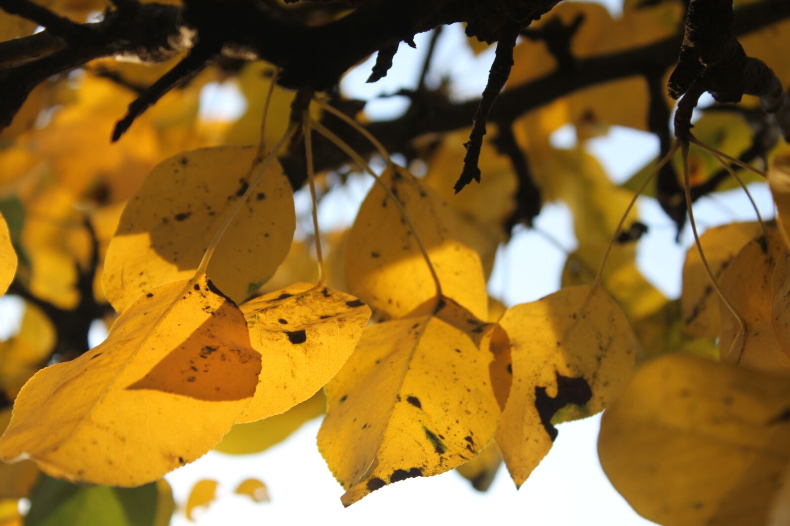 Canon EOS 550D (EOS Rebel T2i / EOS Kiss X4) sample photo. Leaves, autumn, dry leaves photography