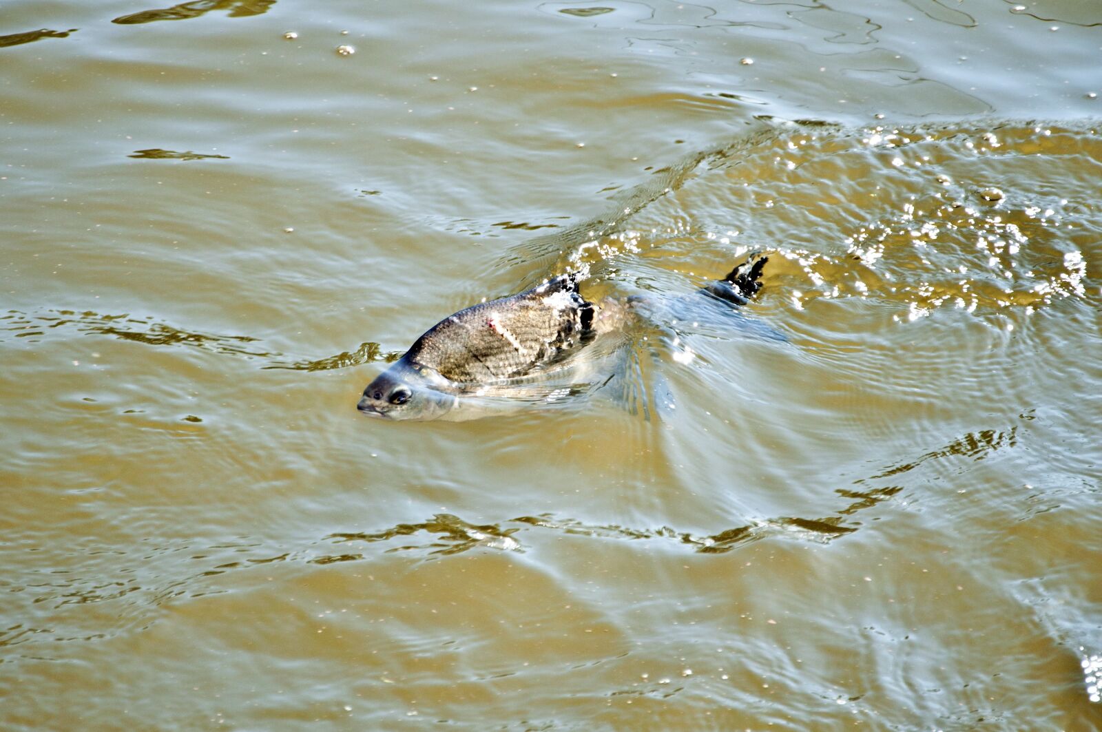Nikon D5000 sample photo. Fish, water, wave photography