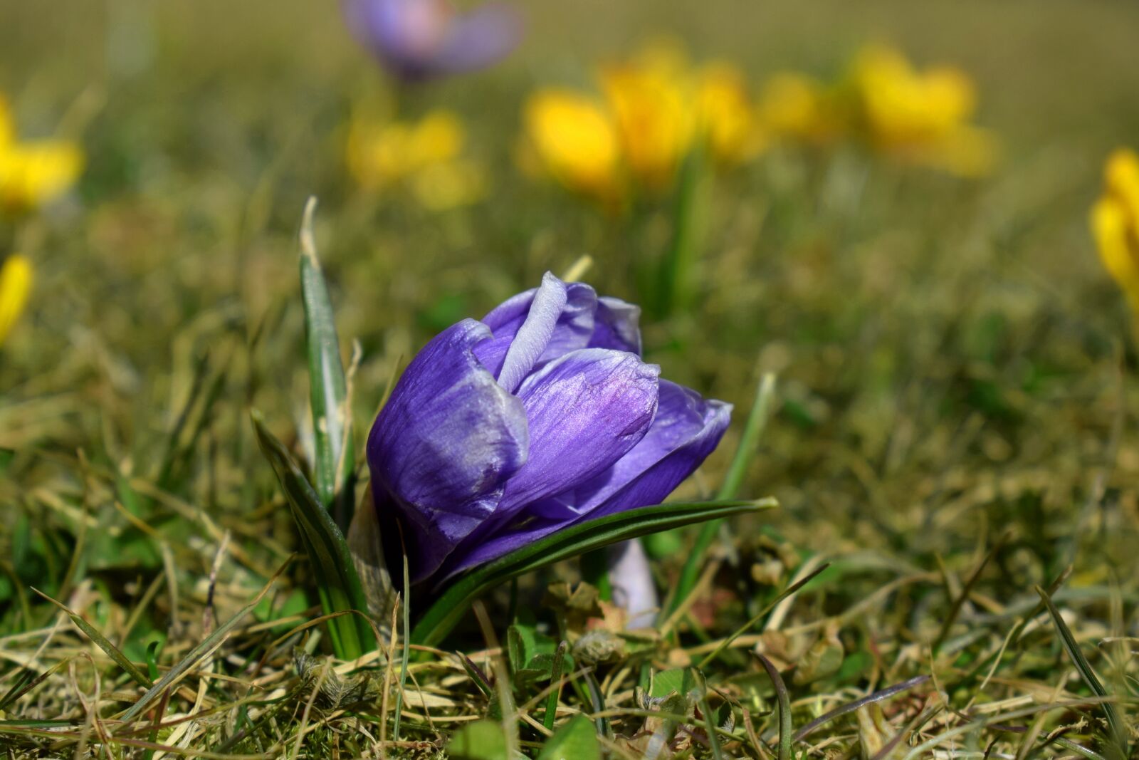Nikon D3300 sample photo. Crocus, flower, spring photography