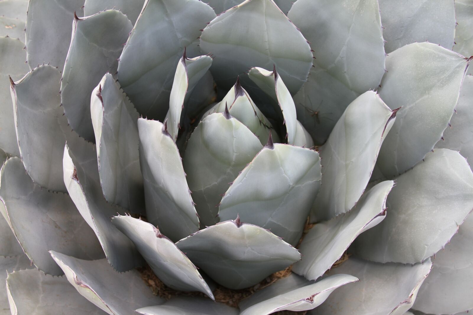 Canon EOS 7D sample photo. Cactus, west, southwest photography