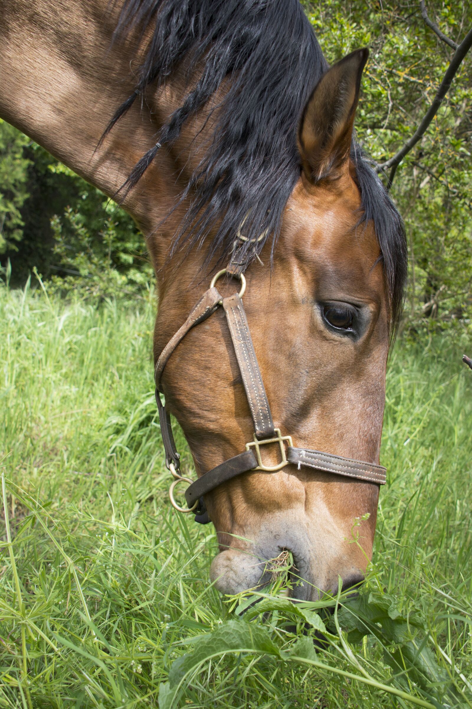 Nikon D7100 sample photo. Horse, brown, head photography