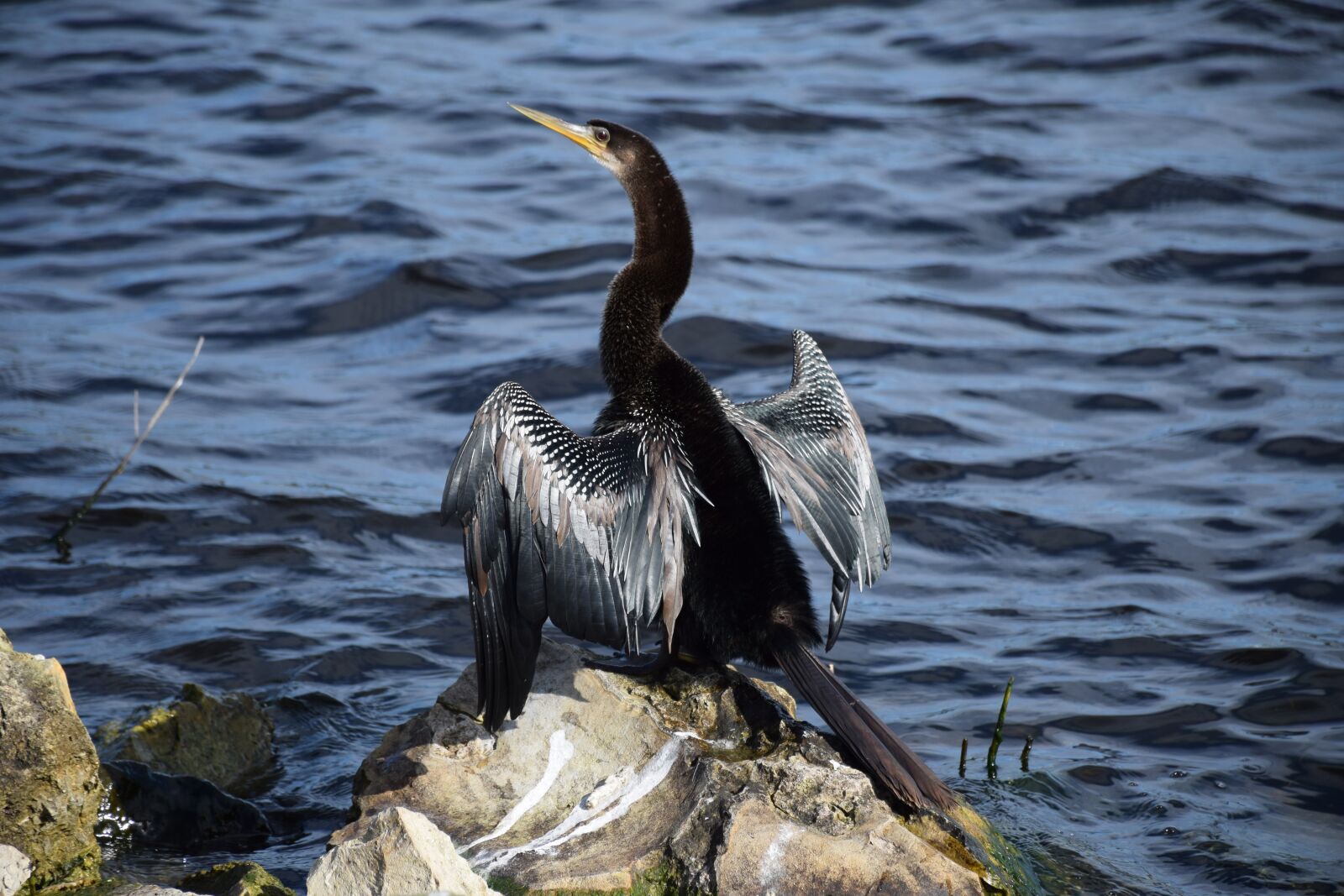 Nikon D5300 sample photo. Anhinga, wings, drying photography