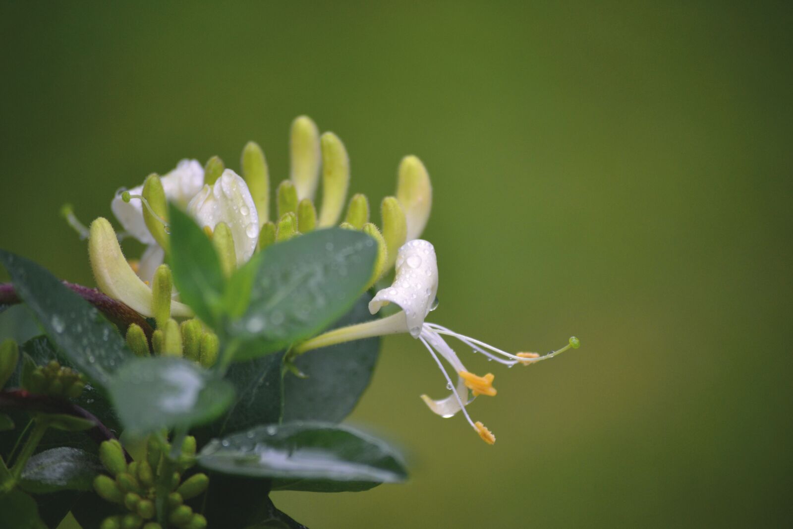 Nikon D3100 sample photo. Flowers, honeysuckle, nature photography