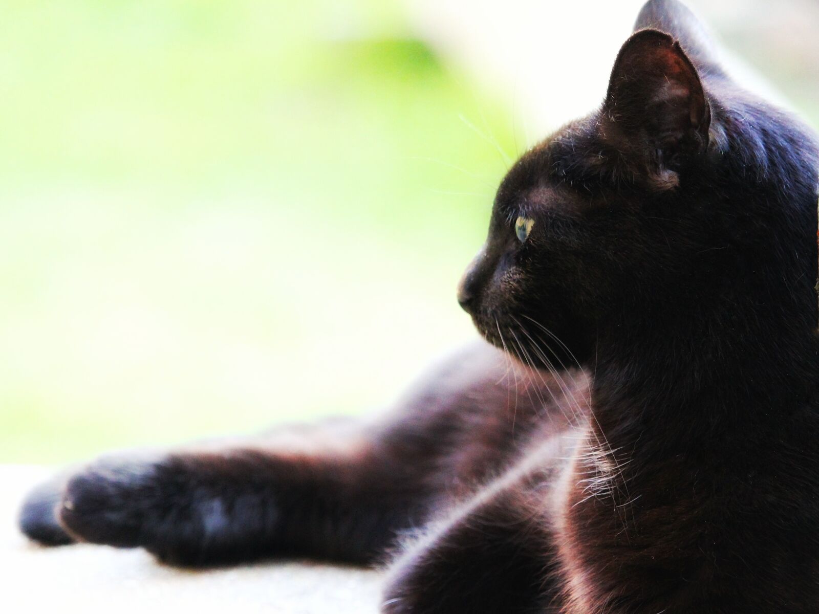 Canon EF-S 55-250mm F4-5.6 IS STM sample photo. Cat, black, noble photography