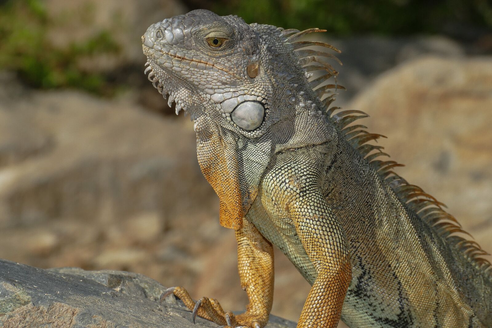 Panasonic Lumix DMC-FZ1000 sample photo. Leguan, animal, nature photography