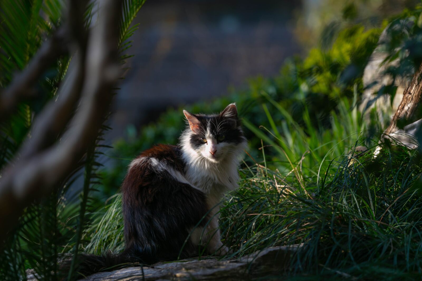 Canon EOS 6D + Canon EF 70-200mm F4L IS USM sample photo. Cat, black white, green photography