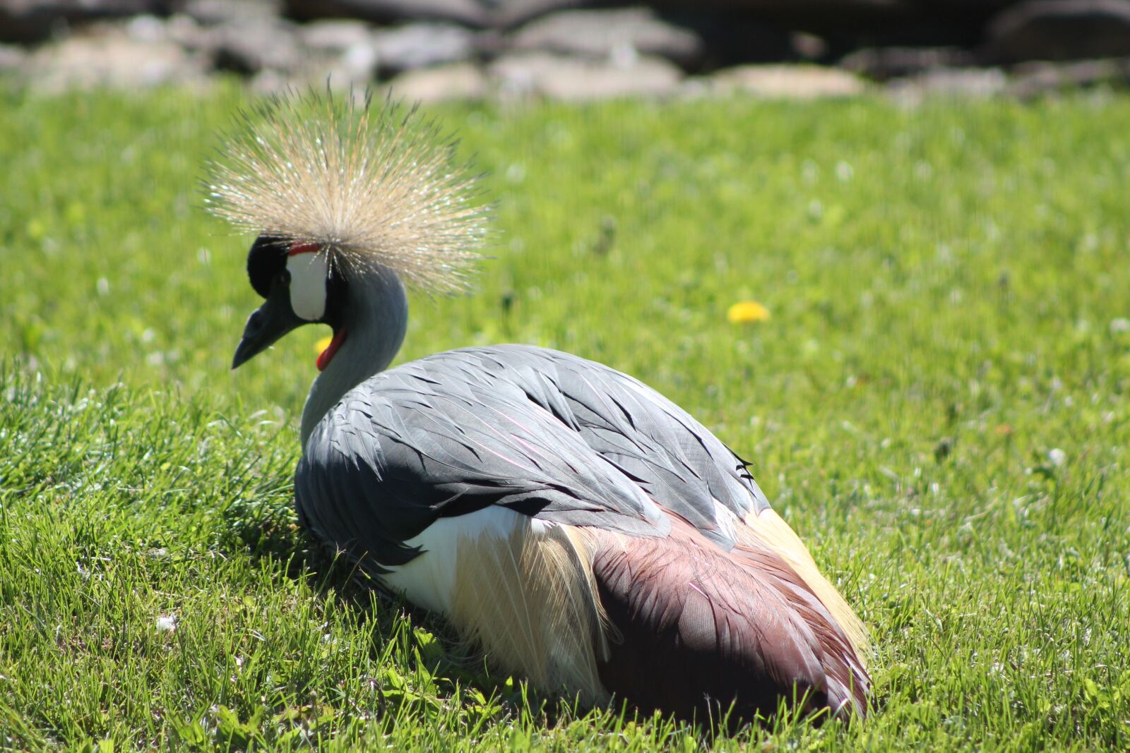 Canon EOS 1100D (EOS Rebel T3 / EOS Kiss X50) sample photo. Bird, crane, feather photography