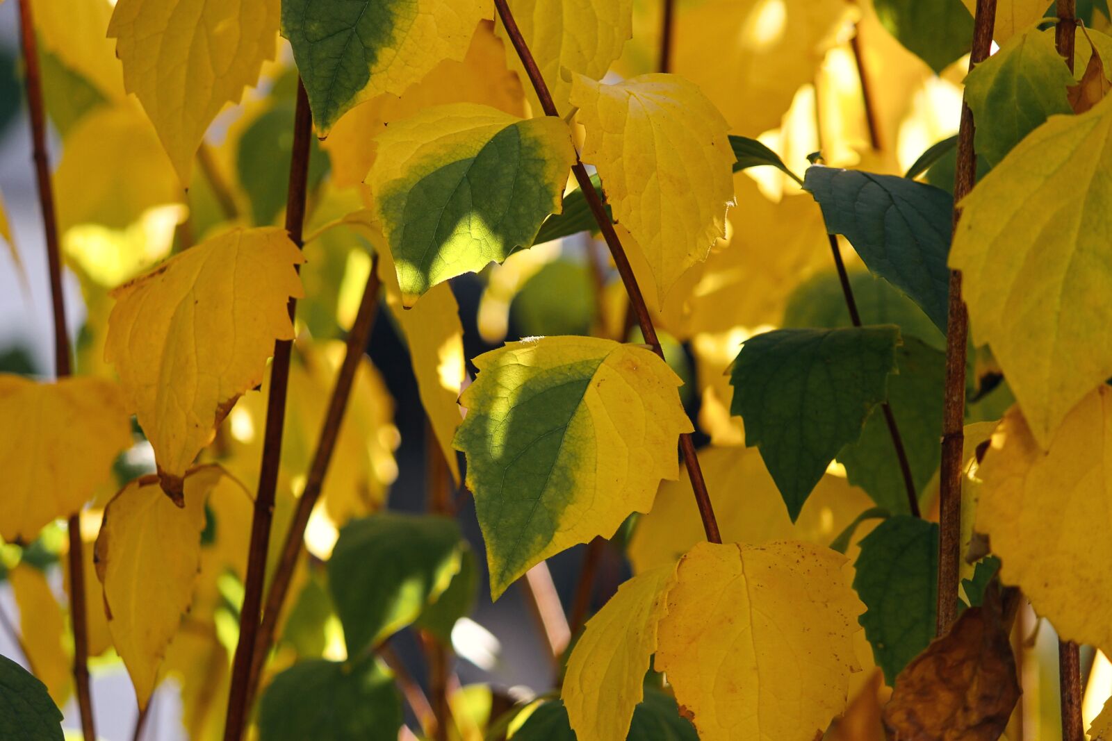 Canon EOS 1100D (EOS Rebel T3 / EOS Kiss X50) sample photo. Fall foliage, leaves, colored photography