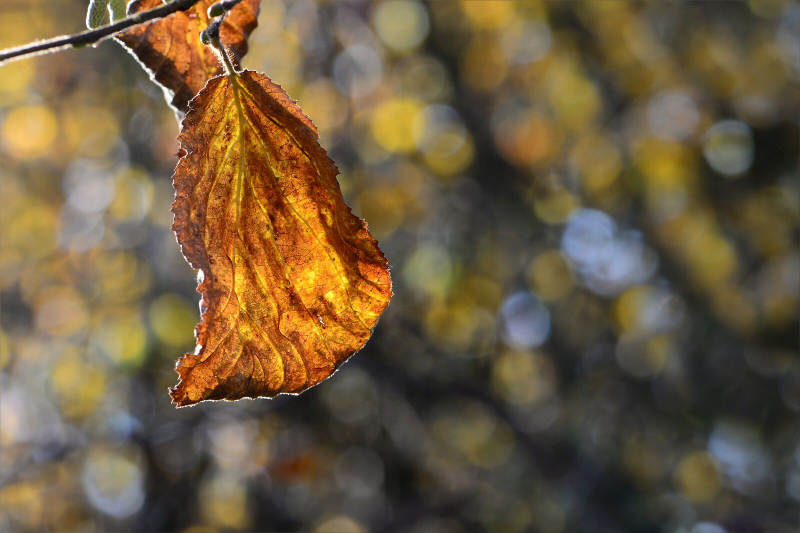 Nikon D610 sample photo. Sheet in the autumn photography