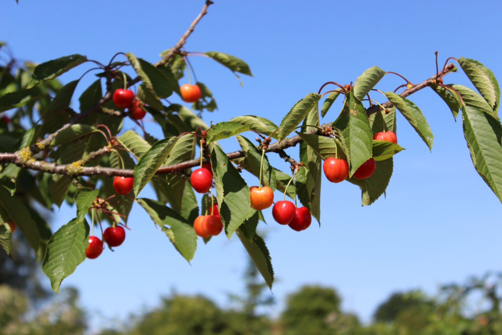 Canon EOS 600D (Rebel EOS T3i / EOS Kiss X5) sample photo. Cherries, ripe, red photography