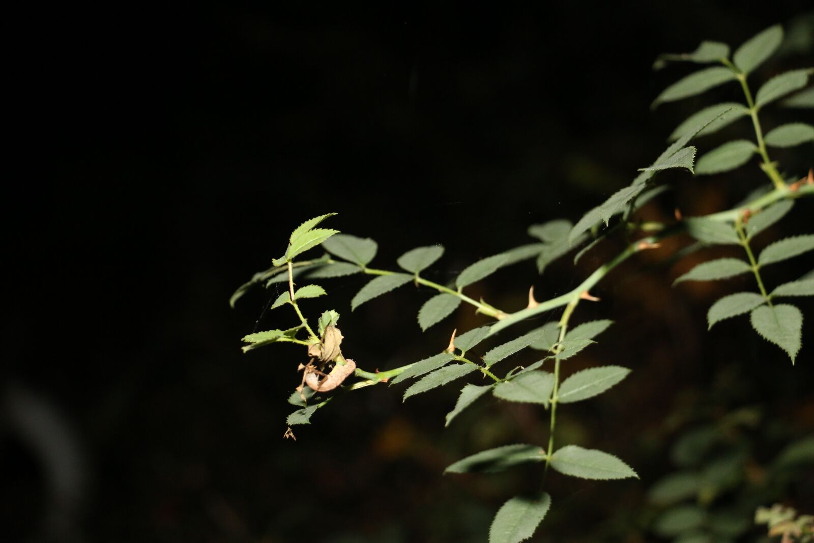 Canon EOS 70D sample photo. Flower, garden, green photography
