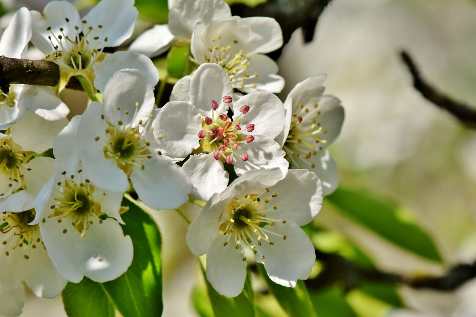 Nikon D7200 sample photo. Pear blossom, pear, blossom photography