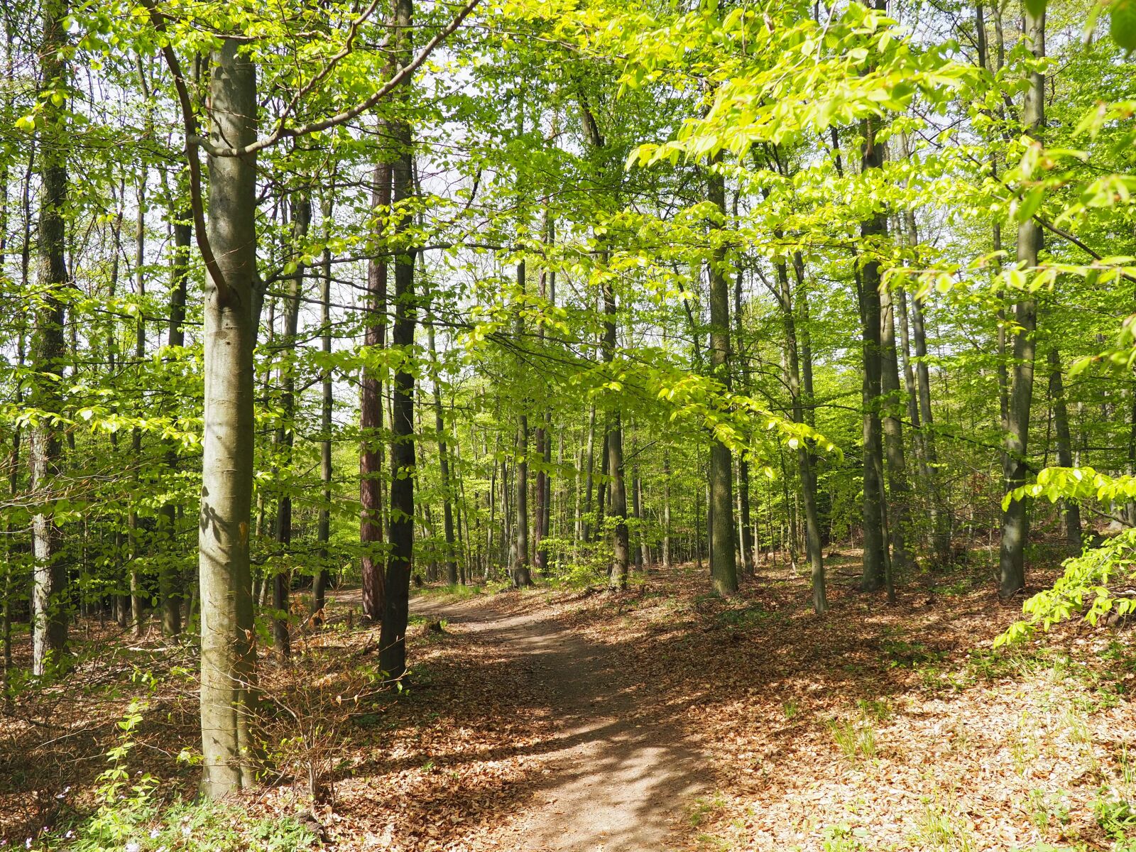 Olympus OM-D E-M10 III sample photo. Forest, trees, path photography
