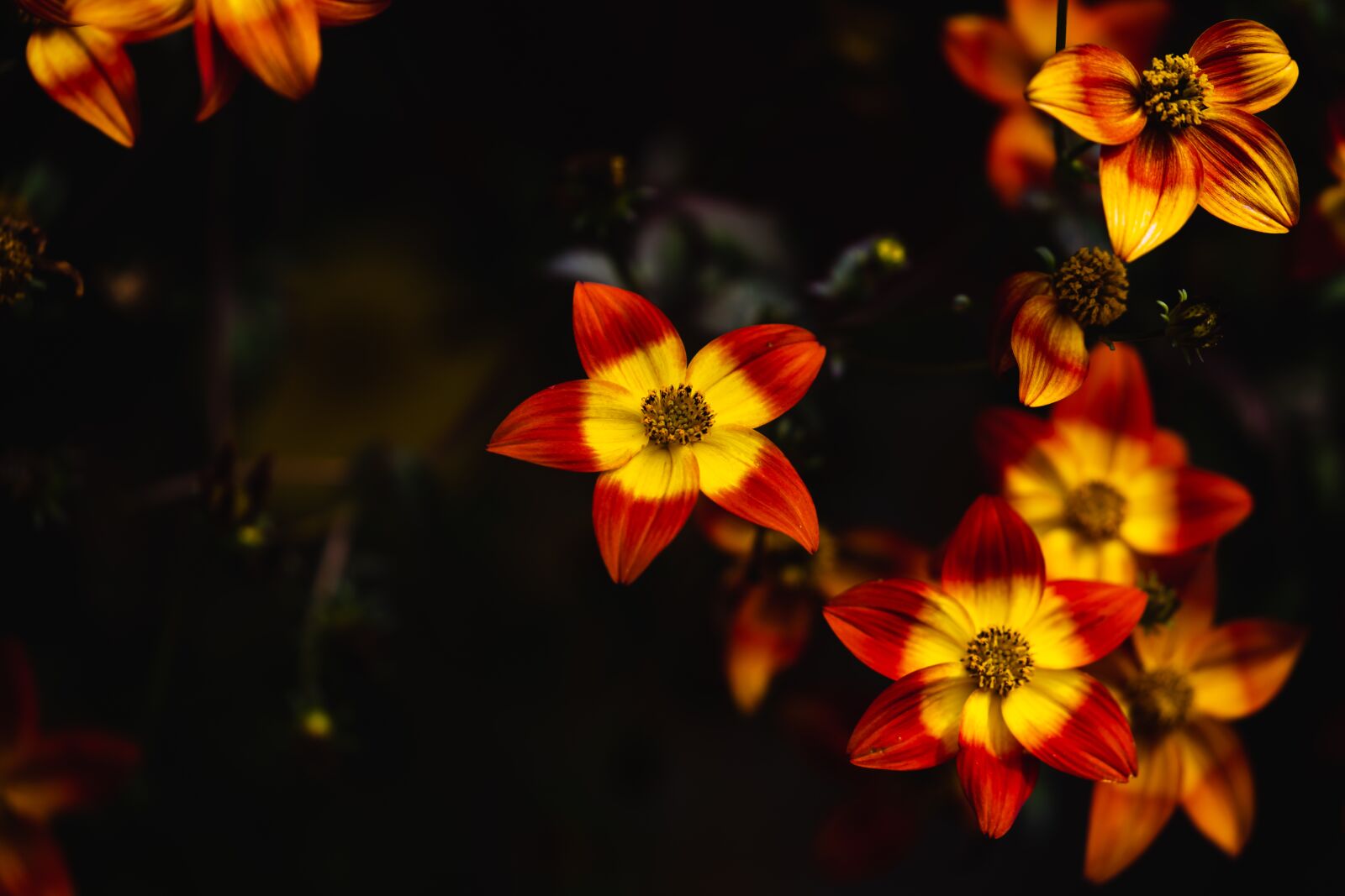 Canon EOS 5D Mark III sample photo. Hawaiian flare orange drop photography
