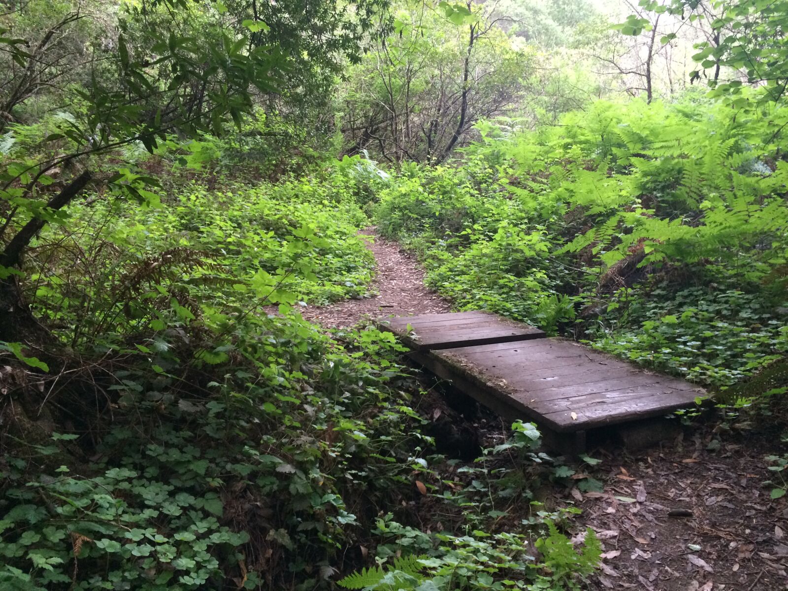 Apple iPhone 5s sample photo. Forest, path photography