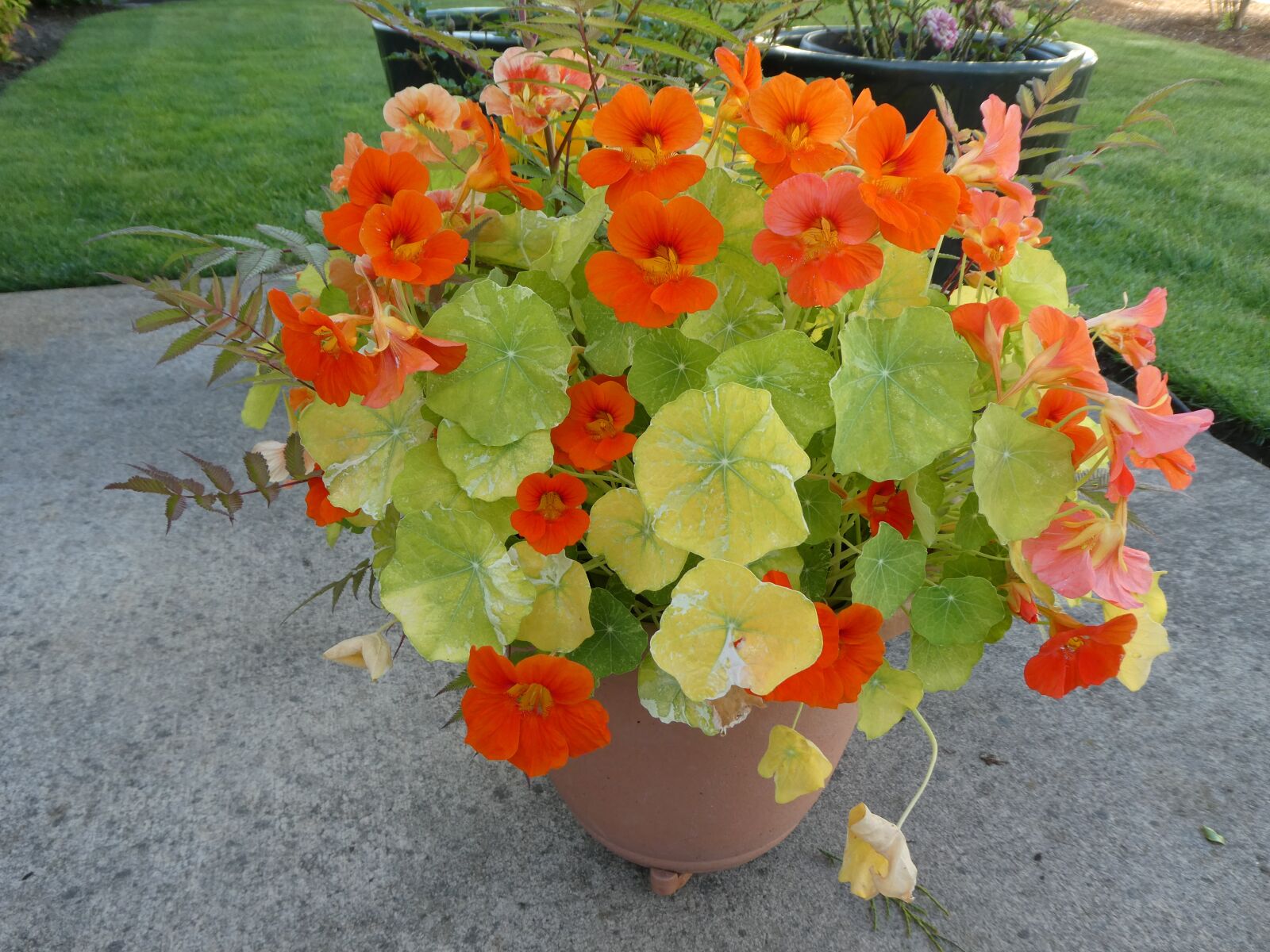 Panasonic DC-ZS70 sample photo. Nasturtium, plant, flower photography