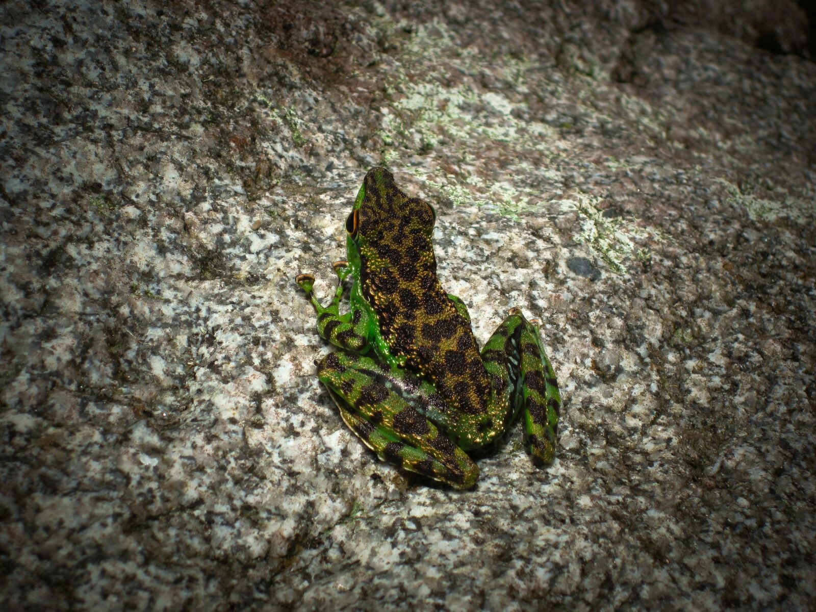 Canon PowerShot D10 sample photo. Frog photography