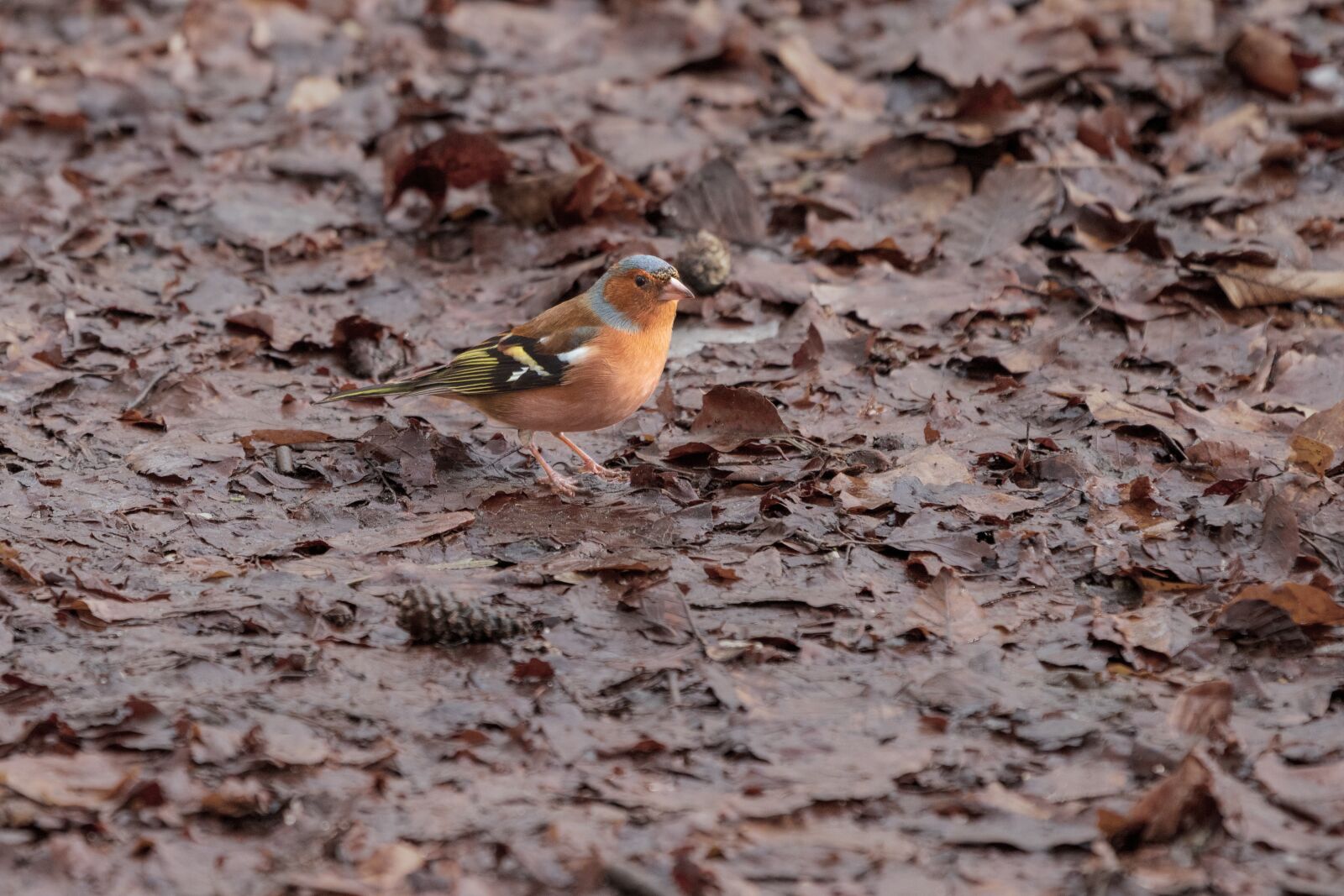 Canon EOS 6D Mark II sample photo. Bird, color, colorful photography