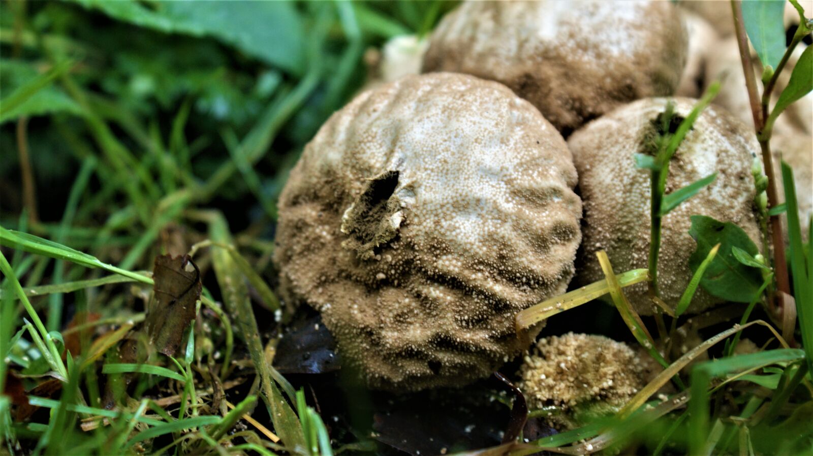 Sony Alpha DSLR-A350 sample photo. Pearl mushroom, fungi, forest photography