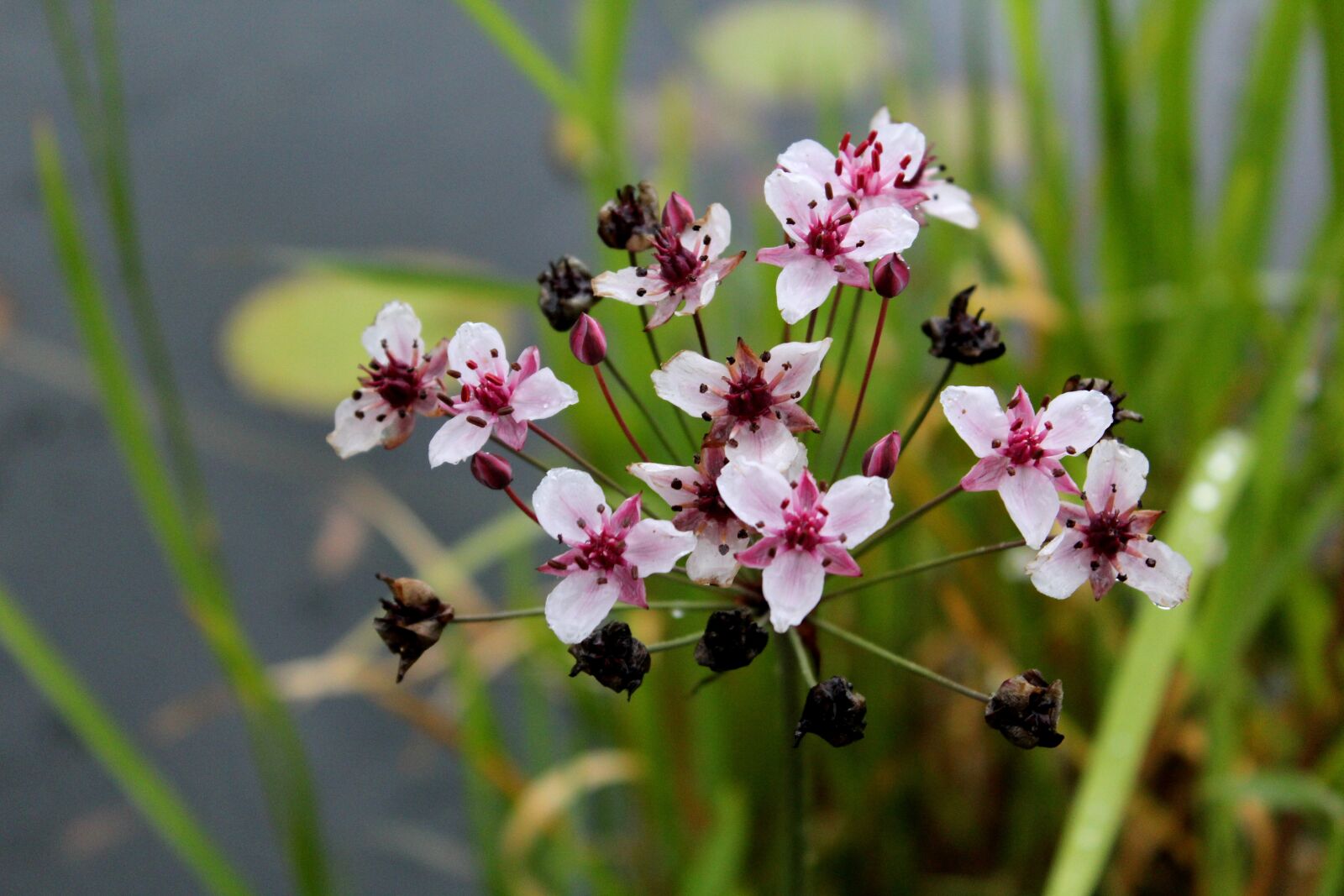 Canon EOS 600D (Rebel EOS T3i / EOS Kiss X5) sample photo. Butomus umballatus, zwanenbloem, pond photography