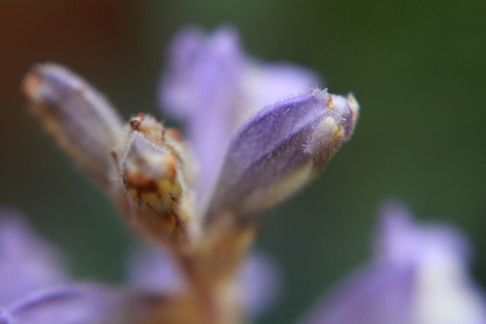 Canon EOS 1300D (EOS Rebel T6 / EOS Kiss X80) sample photo. Violet, flower, nature photography