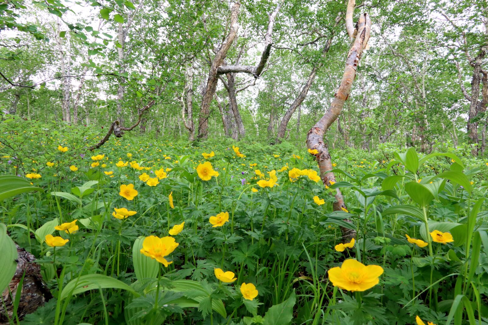 Canon PowerShot G1 X Mark III sample photo. Forest, flowers, glade photography