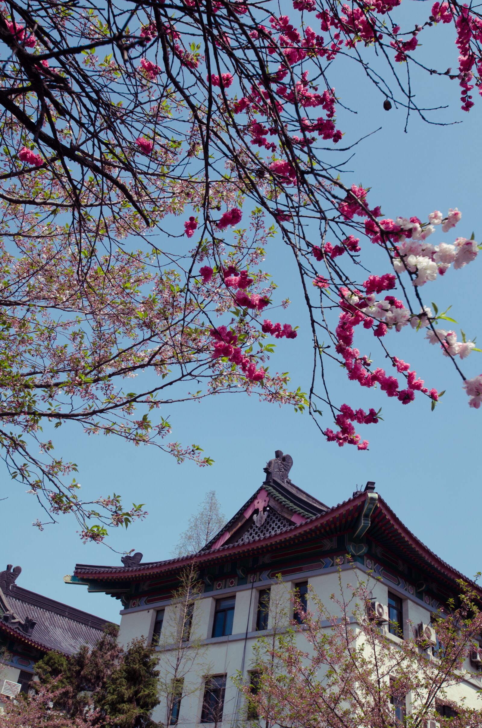 Nikon D7000 sample photo. Spring, jimingsi, cherry blossom photography