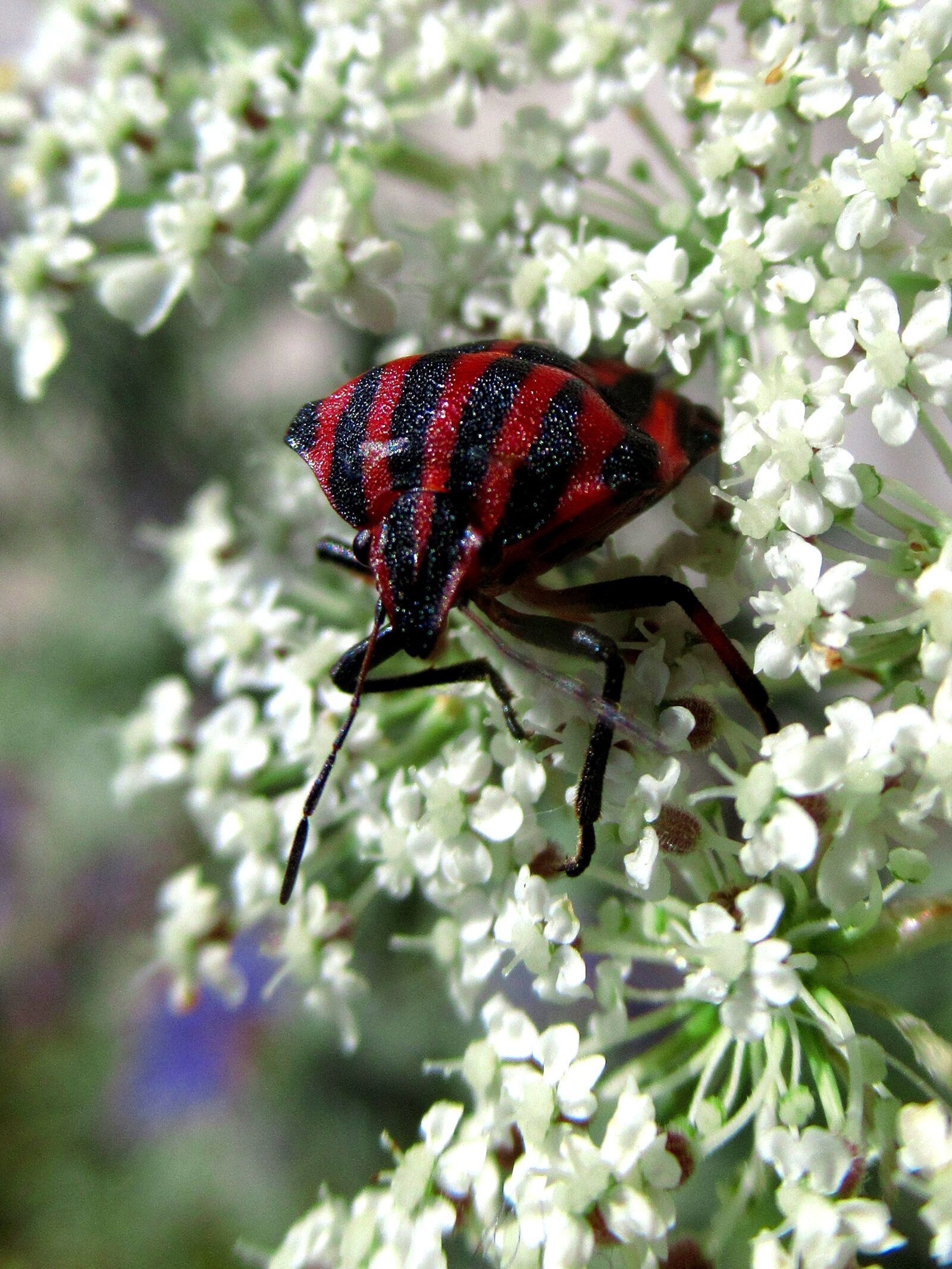 Canon PowerShot SX620 HS sample photo. Bug, insect, animal photography