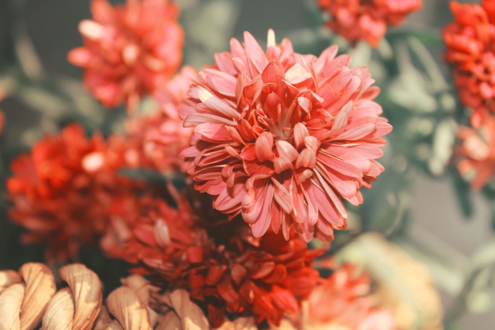 Canon EOS 600D (Rebel EOS T3i / EOS Kiss X5) sample photo. Nature, flower, plant photography