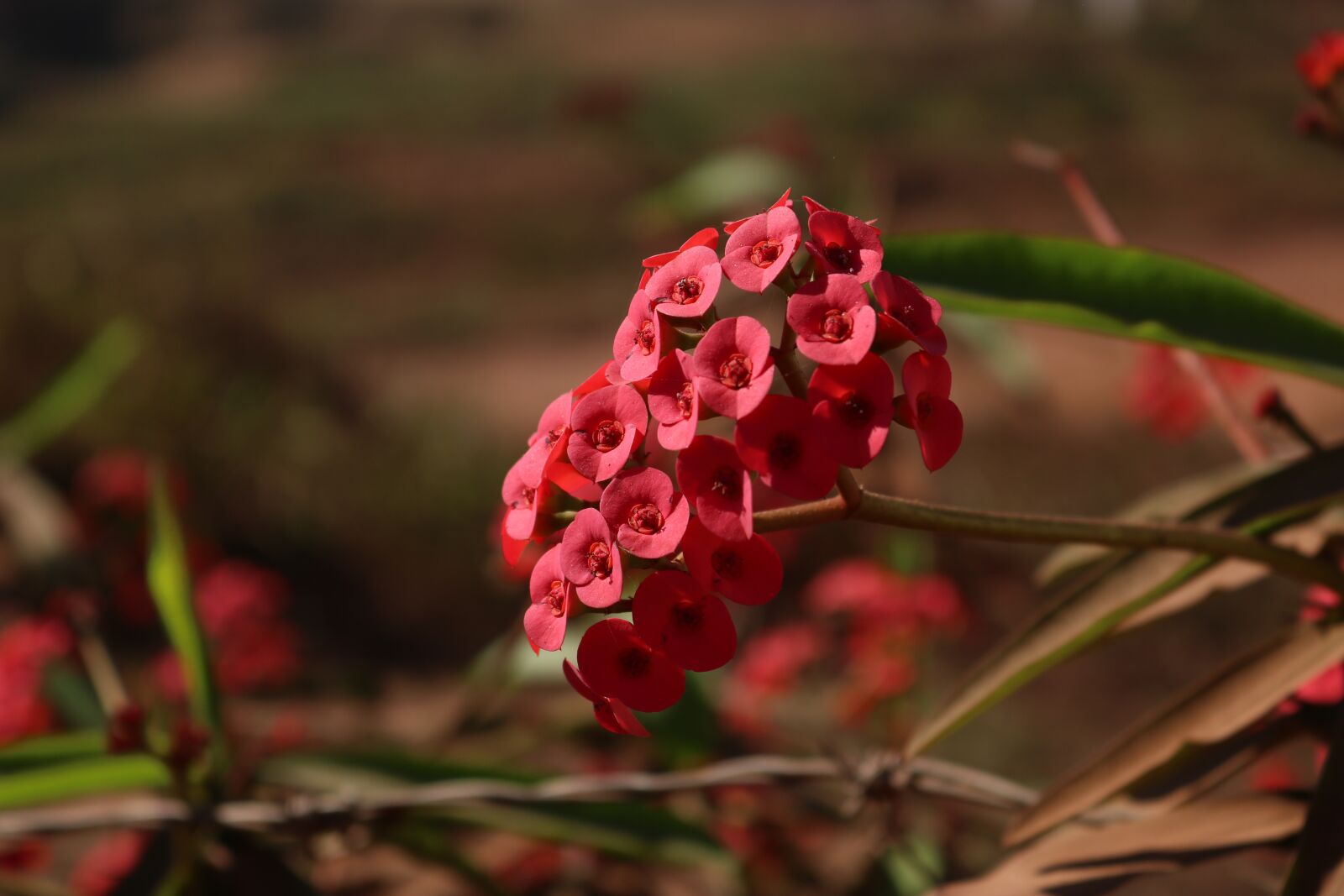 Canon EOS 750D (EOS Rebel T6i / EOS Kiss X8i) + Canon EF-S 18-55mm F3.5-5.6 IS STM sample photo. Flowers, farm, nature photography