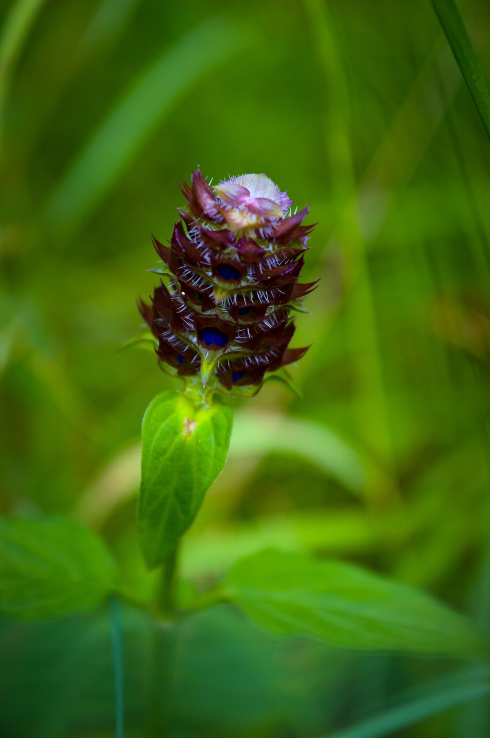 Nikon D3200 sample photo. Nikon d 3200, rs, flowers photography