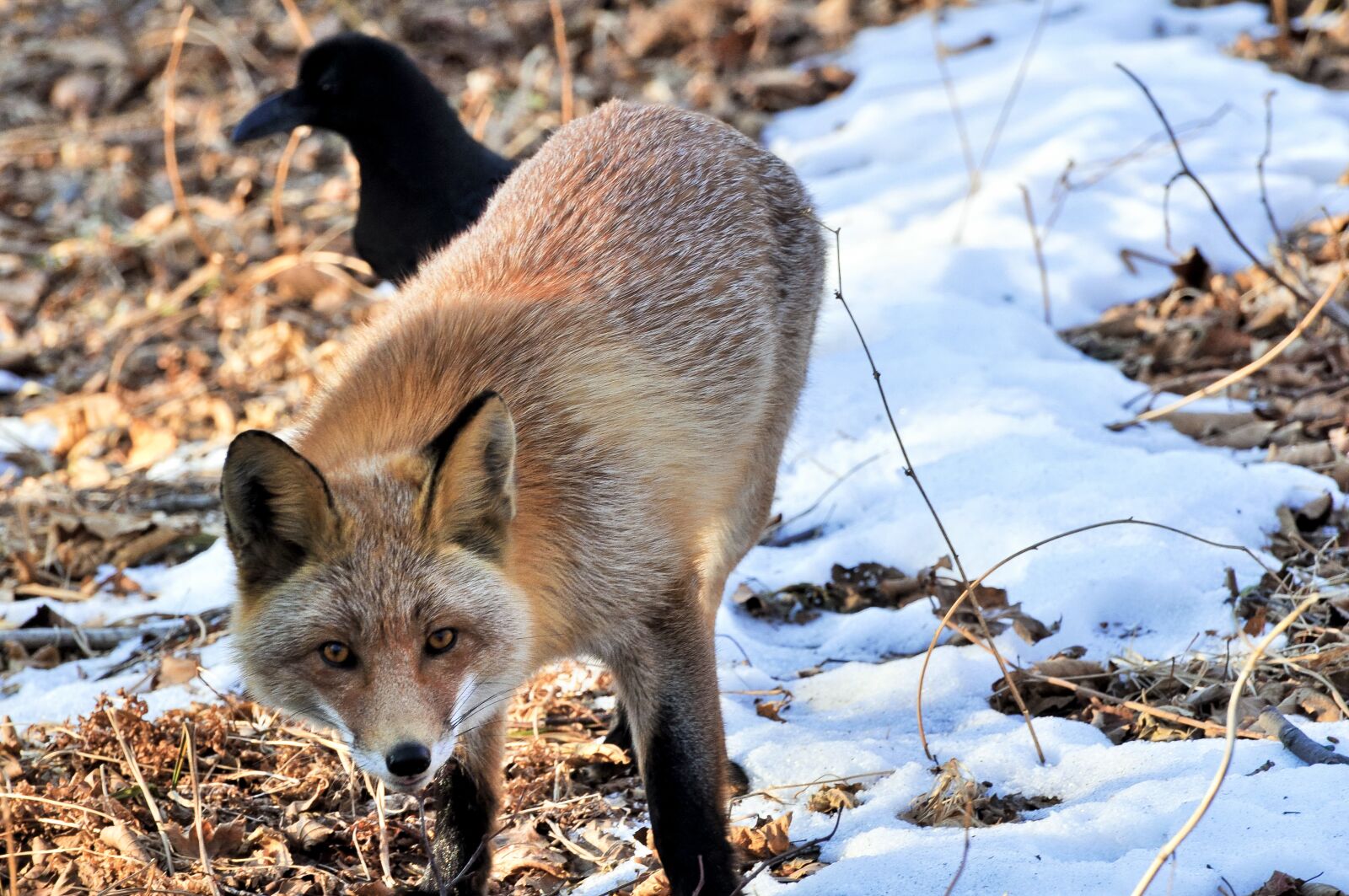 Nikon D5000 sample photo. Fox, nature, animals photography