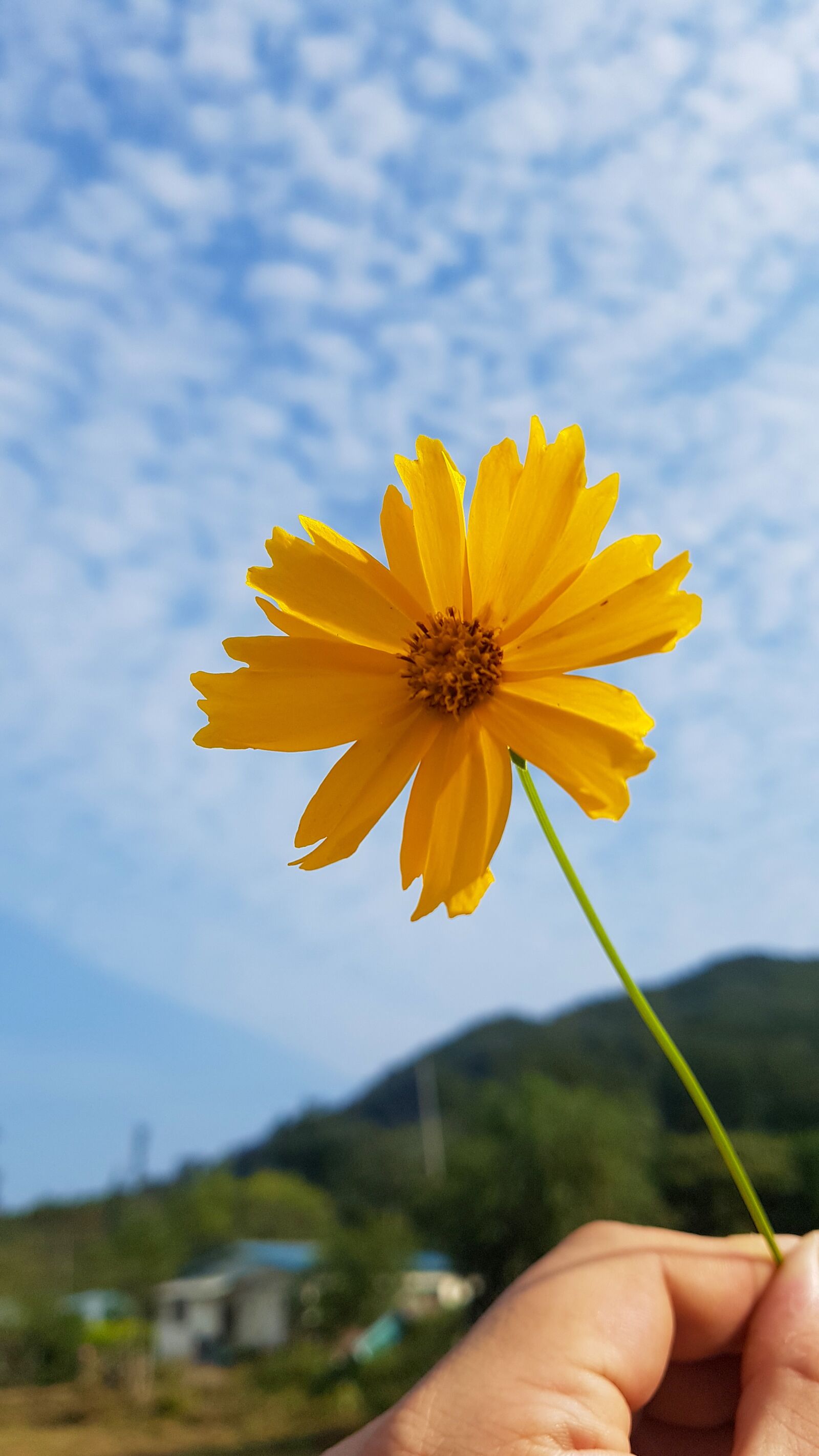 Samsung Galaxy S7 Edge sample photo. Flowers, sky, cloud photography