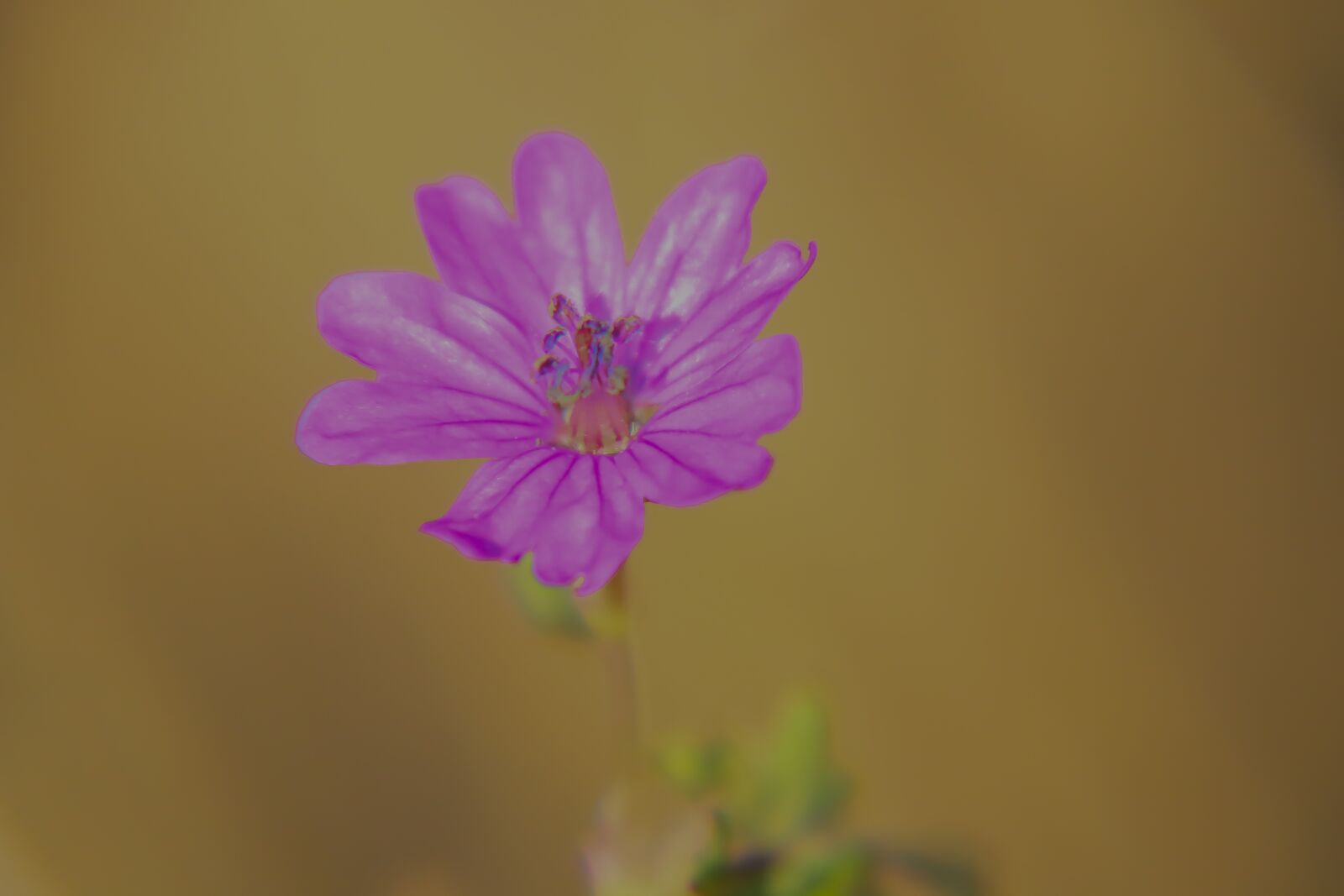 Canon EOS 70D + Canon EF-S 18-200mm F3.5-5.6 IS sample photo. Flowers, geranium, roses photography