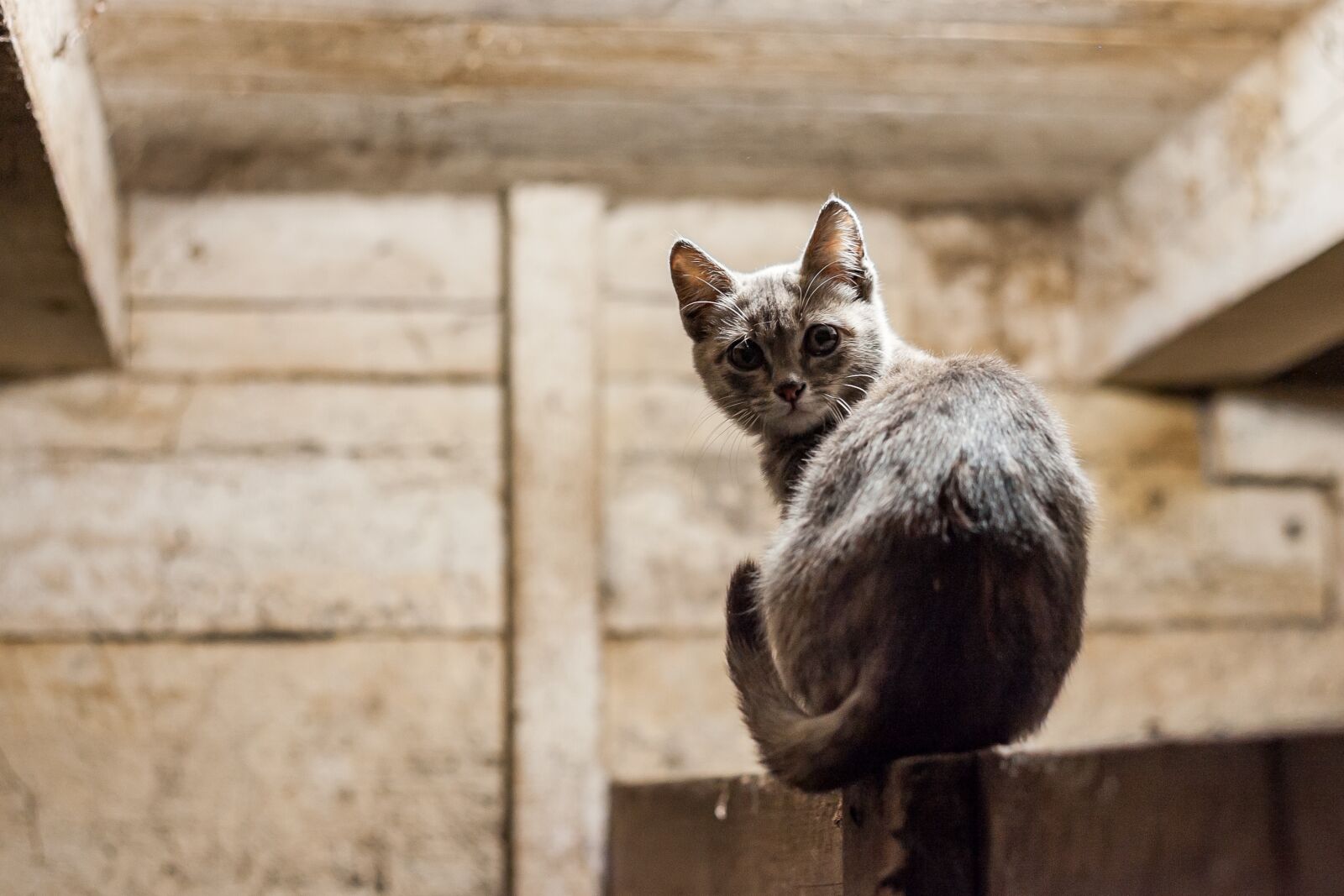 Canon EOS-1D Mark II sample photo. Wood, animals, cute photography