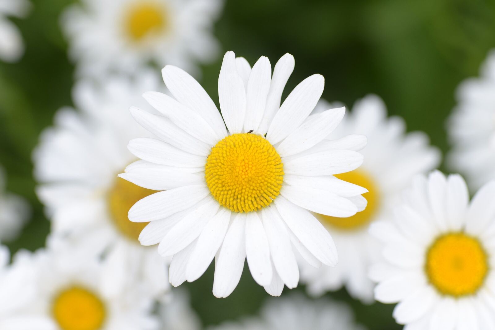 Nikon D600 sample photo. Flowers, their mums, plants photography