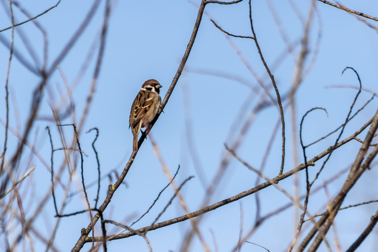 Canon EF75-300mm f/4-5.6 sample photo. Sparrow, bird, finch photography
