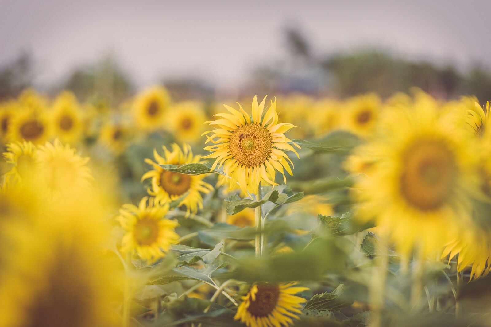 Nikon D700 sample photo. Sunflower, garden, nature photography