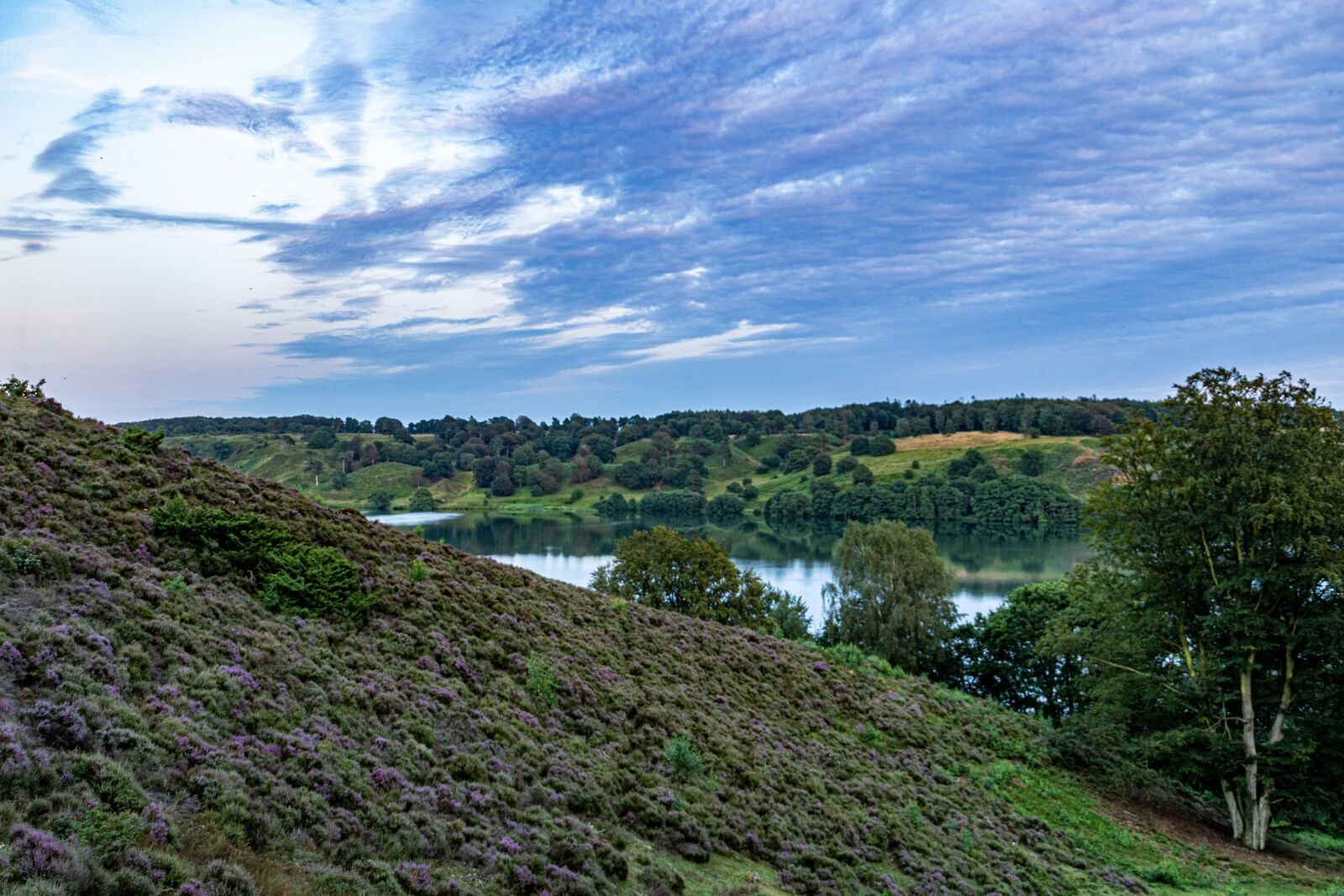 Canon EOS 750D (EOS Rebel T6i / EOS Kiss X8i) + Canon TS-E 90mm F2.8 Tilt-Shift sample photo. Heather, hills, heath photography