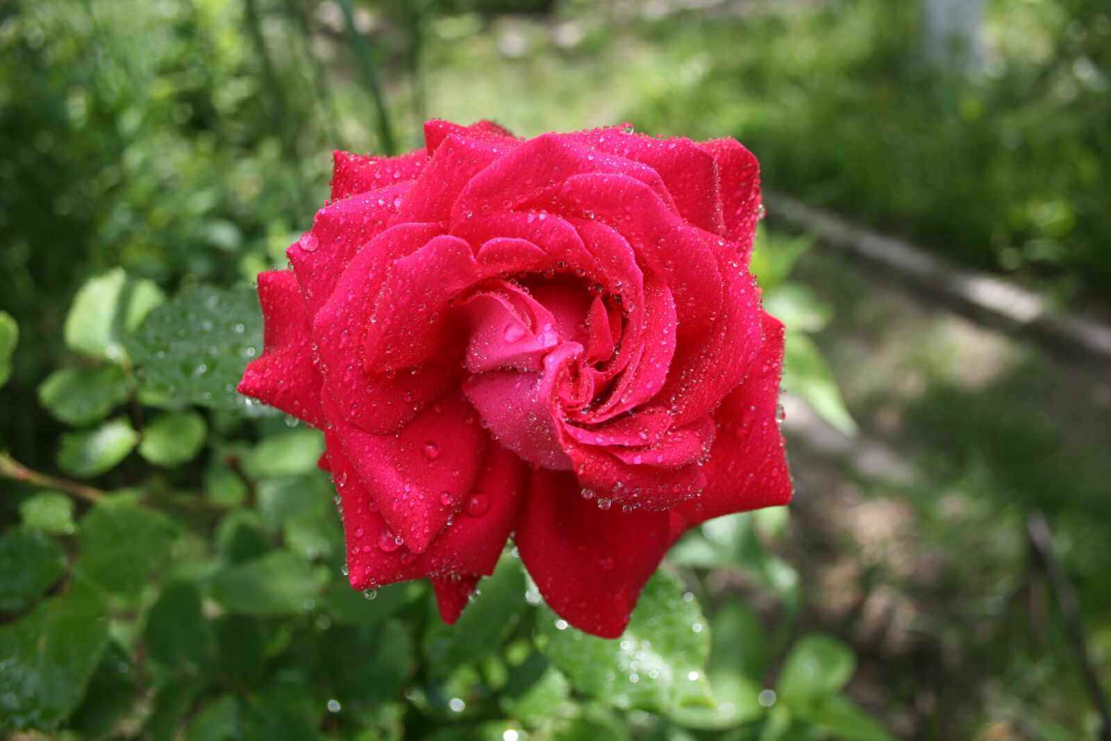Canon EOS 400D (EOS Digital Rebel XTi / EOS Kiss Digital X) sample photo. Rose, rosa, drops photography